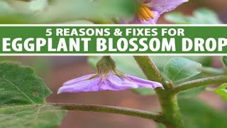 why eggplant flowers fall off/5 reasons and fixes for eggplant blossom drop
