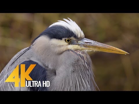 Yellowstone National Park K Ultra Hd Nature Documentary Film Yellowstone National Park K Ultra Hd Nature Documentary Film