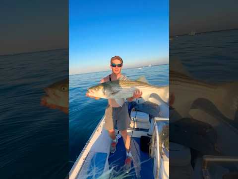 HYUGE Striped Bass On A Bucktail 