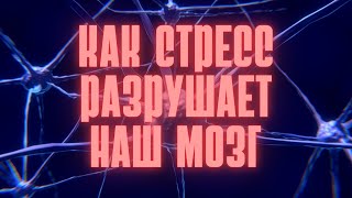 Стресс убивает наш ум?! Как стресс влияет на когнитивные способности