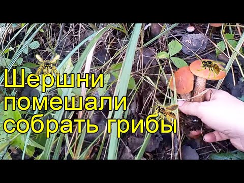 Поездка за грибами 2024. Шершни, дождь. GRAB Your Umbrella! Mushroom Hunting in the RAIN 2024
