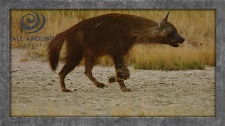 ELUSIVE Brown Hyena on a Stroll | A Short Wildlife Safari