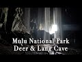 Deer and Lang Cave in Gunung Mulu National Park in Malaysia【Full Tour in 4k】