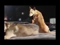 الفيديو دة عمرة ما فشل ان يضحكنى لو انت مكانوا هتعمل ايه