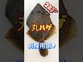 カワハギ刺身用捌き方は皮付きのままで皮が引きやすくなります #カワハギ刺身 #カワハギ捌き方 #カワハギ