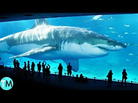 Video: Pez piloto: amiguitos de los grandes tiburones
