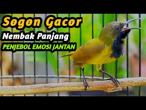 PANCINGAN SOGON GACOR NGKLEPER, SUARA BURUNG SOGON BIKIN NGAMUK SOGON TROTOL METALIK EMOSI #97