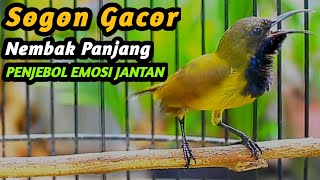 PANCINGAN SOGON GACOR NGKLEPER, SUARA BURUNG SOGON BIKIN NGAMUK SOGON TROTOL METALIK EMOSI #97