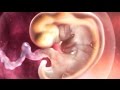 Inside Pregnancy: Weeks 1-9 | BabyCenter