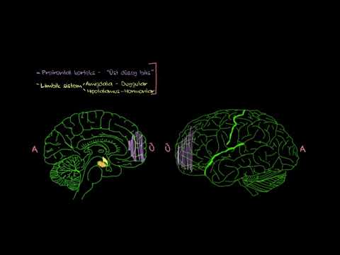 Video: Ergenlik döneminde beyinde ne gibi değişiklikler olur?