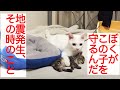 【宇宙猫兄弟】保護猫1号、保護子猫を地震から身を挺して守る　My spacecat protected the rescued kitten