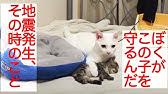 猫カフェキャッチー 地震 Youtube
