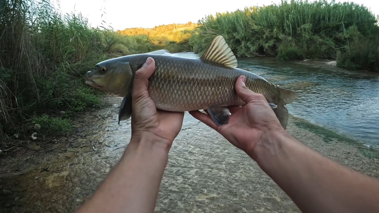 Pesca de Barbo y Palometón en Valencia