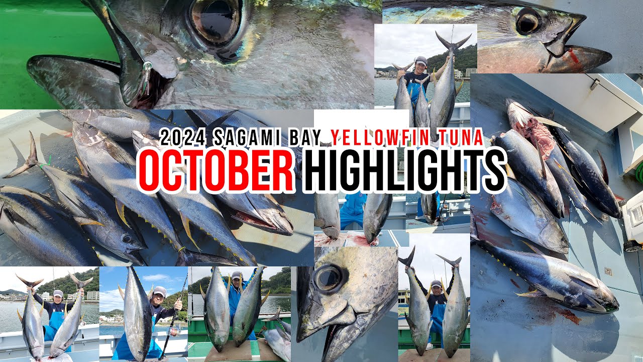 [2024 Sagami Bay Yellowfin Tuna] October Highlights!!
