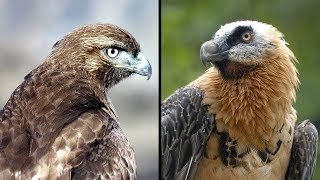 10 of the World's Most Dangerous Birds