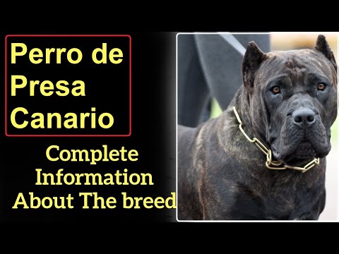 Perro de Presa Canario or Canarian Mastiff or Dogo Canario. Pros and Cons, Price, How to choose.