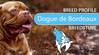► Dogue de Bordeaux Breed Profile [2022] Temperament & Training