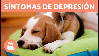 7 SEÑALES de que un PERRO está TRISTE  (Lenguaje Corporal de un Perro Deprimido)