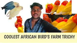 Mutation African Birds Farm in Trichy | Rex Birds Farm