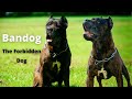 Bandog * The Forbidden Dog * (History and Characteristics)