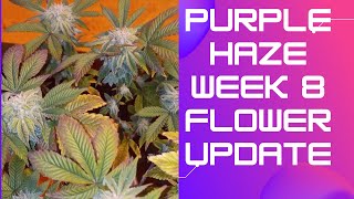 (18+)  #PurpleHaze #Competition #DWCVersusSoil #Mr.MediCannacation  8 Week Flower Update So Stoked !