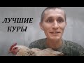 Породы кур для самообеспечения - какие они?