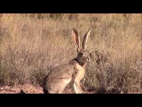 giant jack rabbits