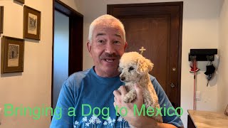 How to Bring your Dog to Mexico  What you MUST know!
