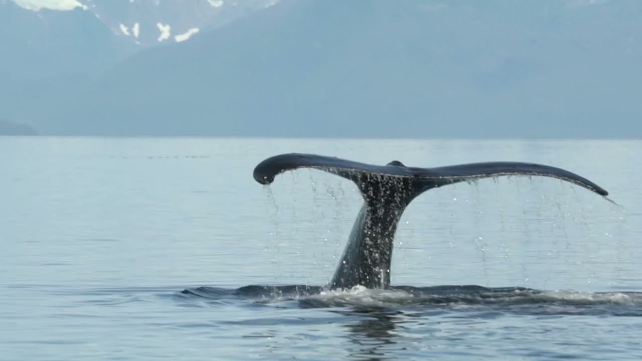 Happy Whale – Identifying Whales for Fun and Science - YouTube