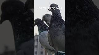 Best Racing pigeons, amazing pigeon videos samsung ultra zoom test 👌✨️