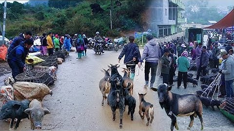 KHÁM PHÁ CHỢ BÁN NHIỀU DÊ CỎ, LỢN CẮP NÁCH,CHÓ MÔNG CỘC VÀ THẢO DƯỢC RỪNG - CHỢ CỐC LY BẮC HÀ