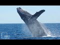 INTERESTING FACTS on blue whale | found in subtropical and polar waters worldwide