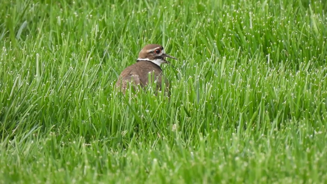 Killdeer Distraction "Broken Wing" Display
