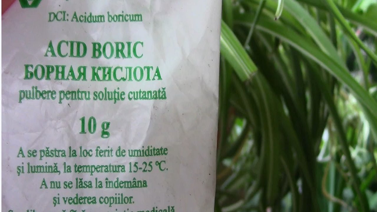 МАРГАНЦОВКА И БОРНАЯ КИСЛОТА В УХОДЕ ЗА КОМНАТНЫМИ РАСТЕНИЯМИ! - YouTube