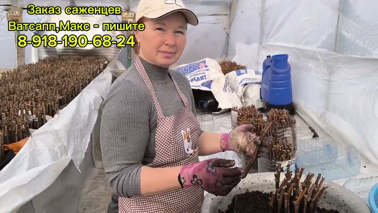 Два способа укоренения черенков !