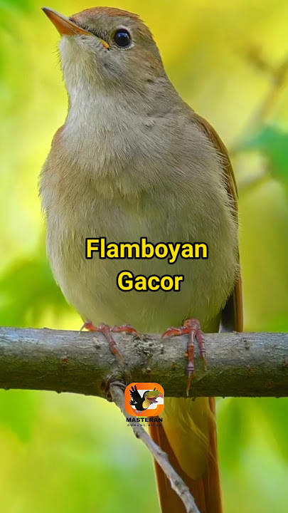 Flamboyan Gacor | Burung Endemik Gunung 👆👆👆 #flamboyangacor #flamboyan_nyuling