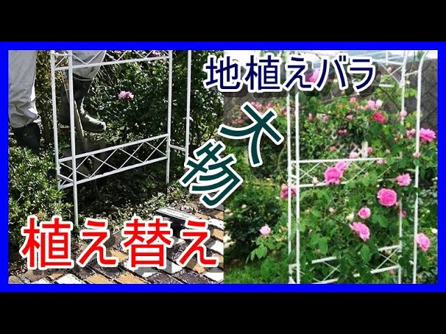 移植 バラの植え替え 今年はつるバラ Youtube