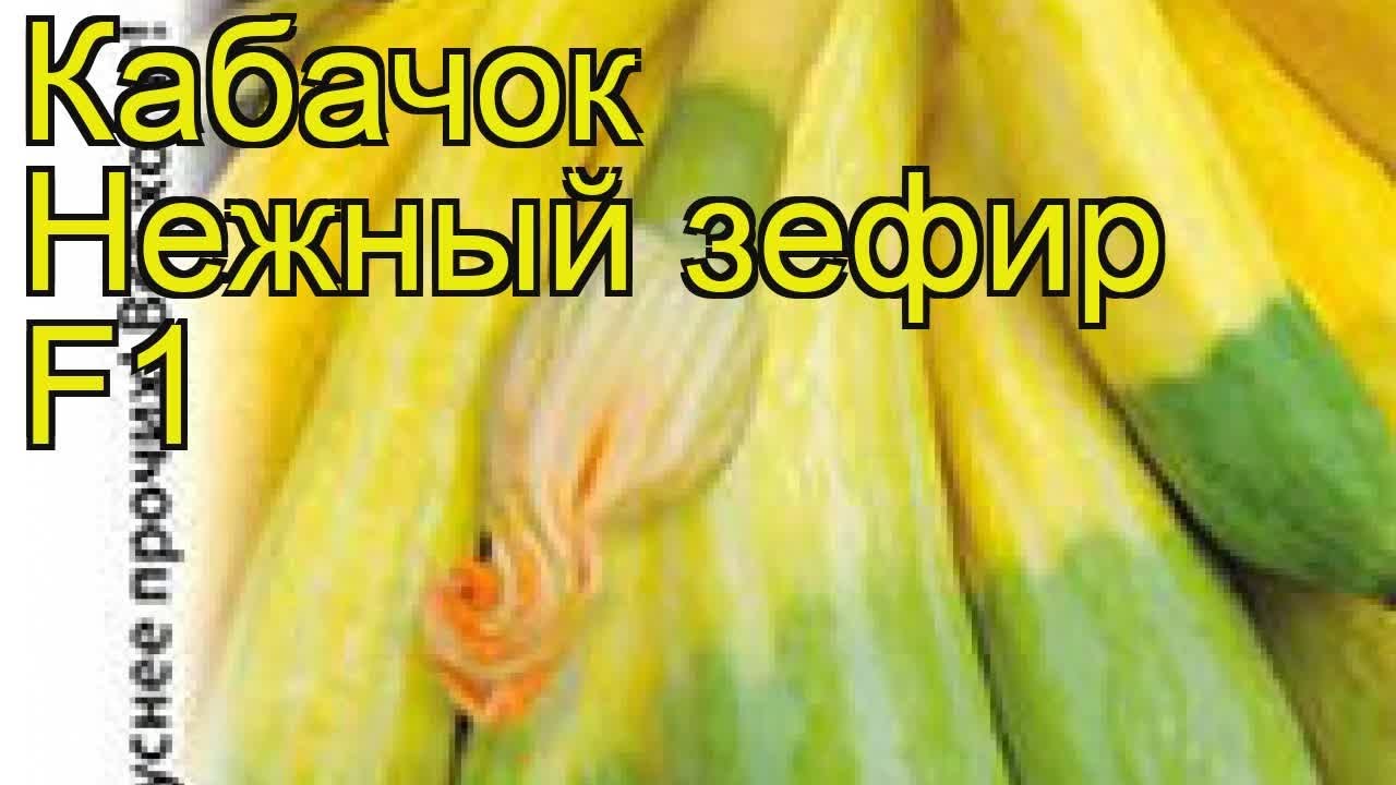Кабачок Нежный зефир F1 (Кабачок). Краткий обзор, описание ...