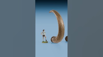 Narwhal Tooth Vs Godzilla Tooth