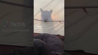Mountain Lion encounters