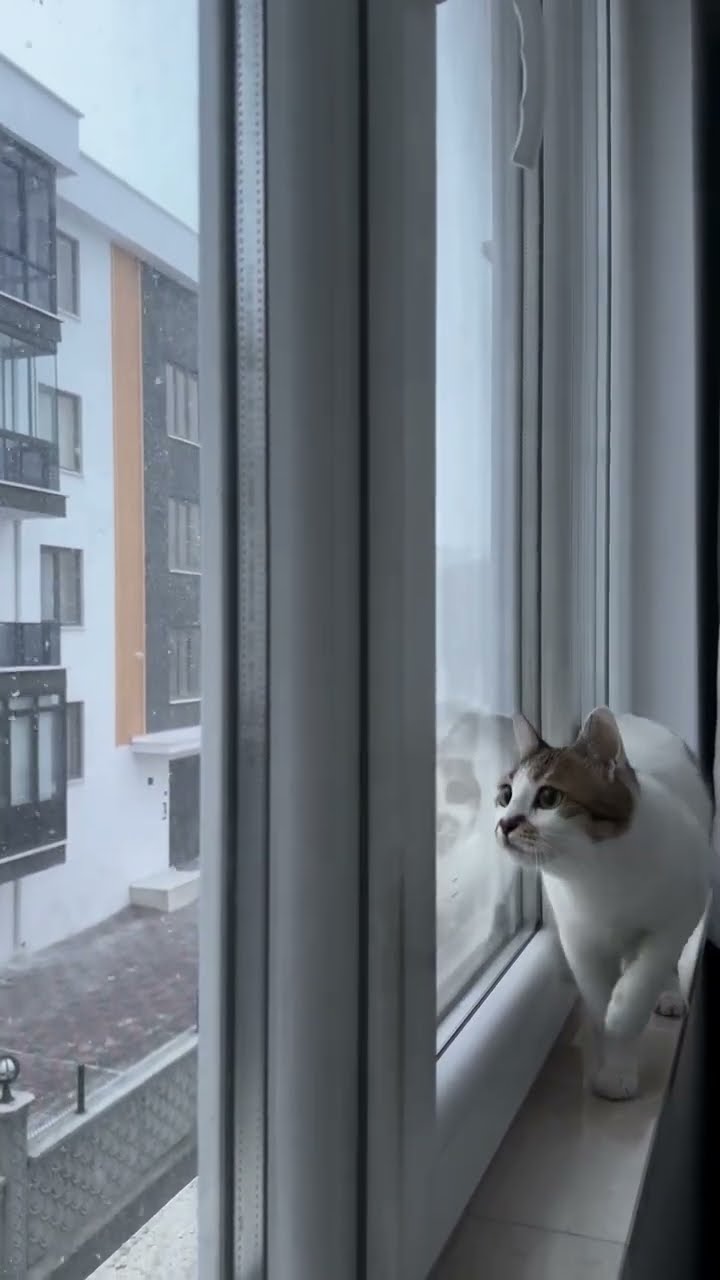 C magnifique vidéo chat nature