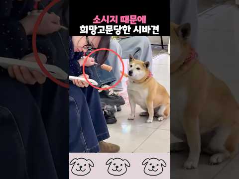 소시지 때문에 희망고문당한 시바견 thumbnail