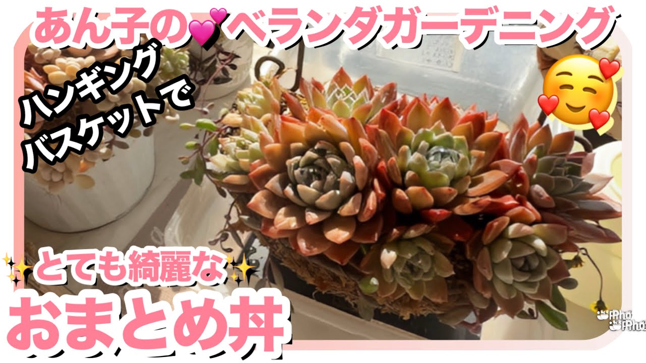 2/6 🌸 Подвесная корзина с суккулентами 😉 [Суккуленты] [Суккуленты] [Посадка оптом]