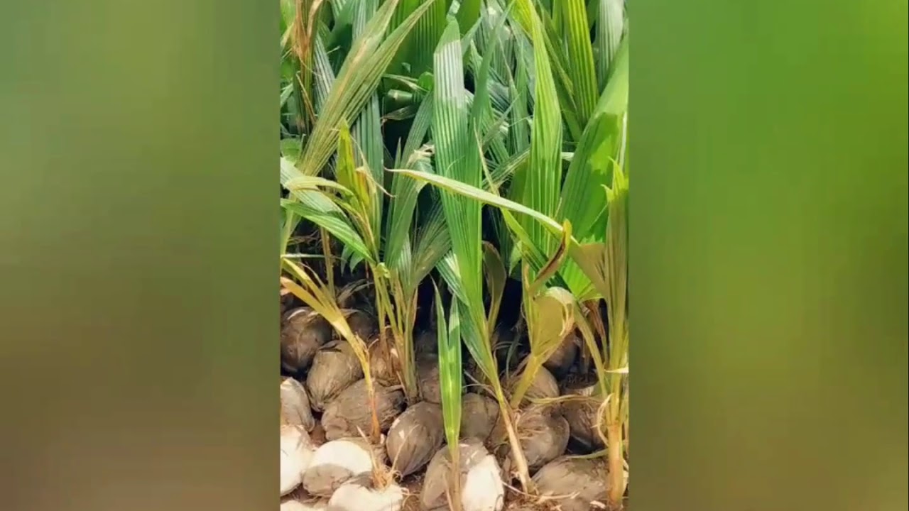 Buy Dwarf Coconut Seedings