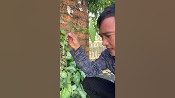 Cây Thuốc Vạn Niên Thanh #covenduongvlogs #caycomui #caycanh #câythuốcquý