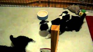 MVI_2947.avi