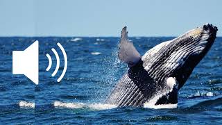 مؤثرات صوتية صوت الحوت الأزرق العملاق الحقيقي ينفث الماء مونتاج