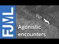 DOGS vs WOLVES : agonistic interactions - CanOvis night monitoring - IPRA - #8.1