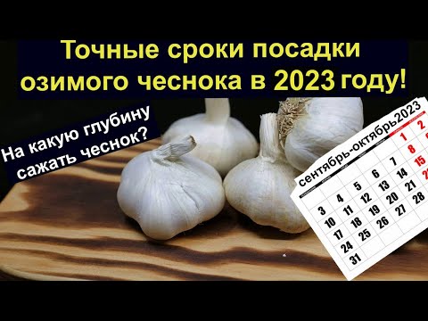 Точные сроки посадки озимого чеснока в 2023 году! На какую глубину сажать чеснок  Во всех Регионах