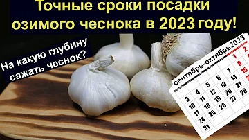 Точные сроки посадки озимого чеснока в 2023 году! На какую глубину сажать чеснок  Во всех Регионах